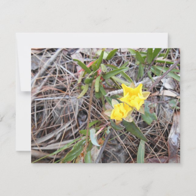 Cartões de agradecimentos Nophis (Frente)