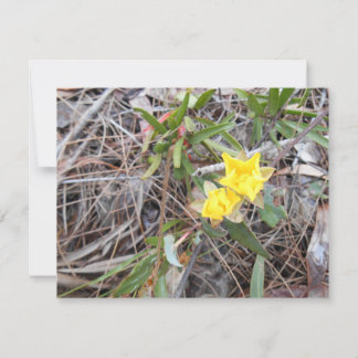 Cartões de agradecimentos Nophis