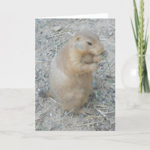 cartões de agradecimentos "Prairie Dog #1"