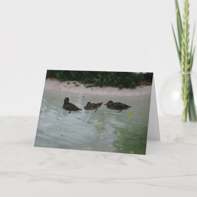 cartões de agradecimentos "Três Patos" (Frente)