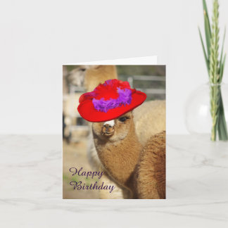Cartões de aniversário felizes do Alpaca