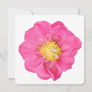 Cartões de Arte Botânica de Flor de Peônia Rosa Su