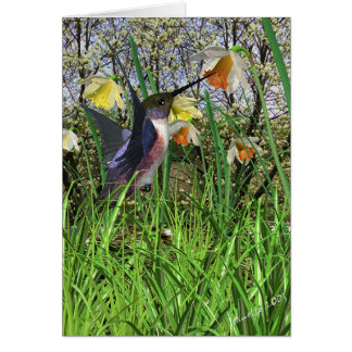 Cartões de beija-flores primavera