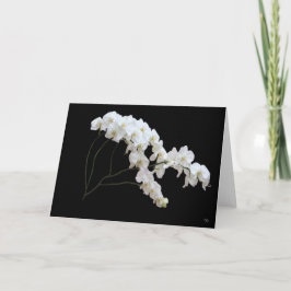 Cartões de Boas-Vindas Orquídea Branca