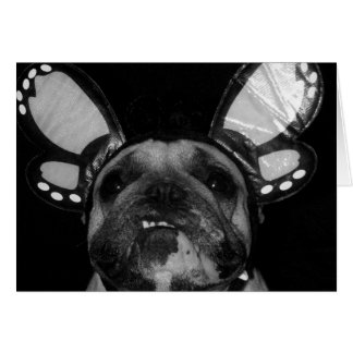 Cartões de Borboleta Ava