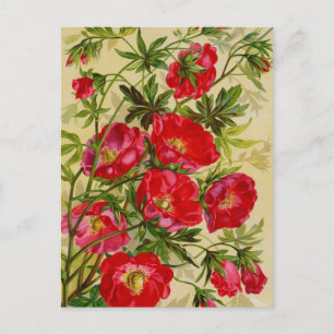 Cartões de Catálogo de Pacotes de Semente Vintag