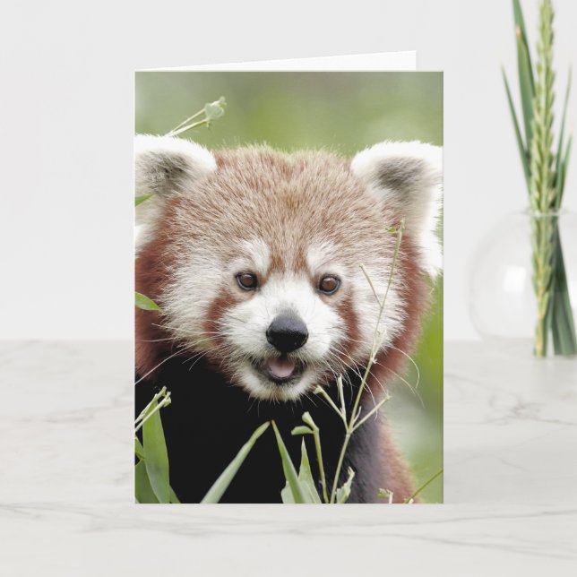 Cartões de felicitações Fotografia panda vermelho. (Frente)