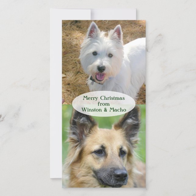 Cartões de foto de Natal dos cães (Frente)