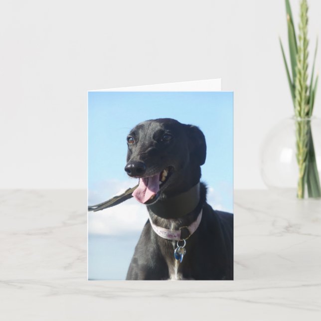 Cartões de fotos de galgos (p11) (Frente)