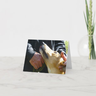 Cartões de fotos de galgos (p284)