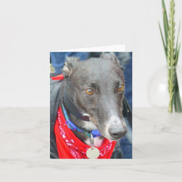 Cartões de fotos de galgos (p290)