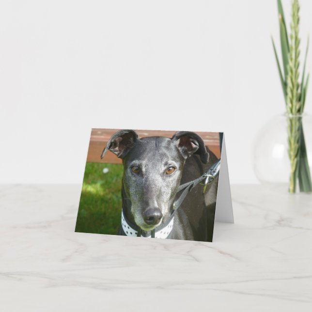 Cartões de fotos de galgos (p4) (Frente)