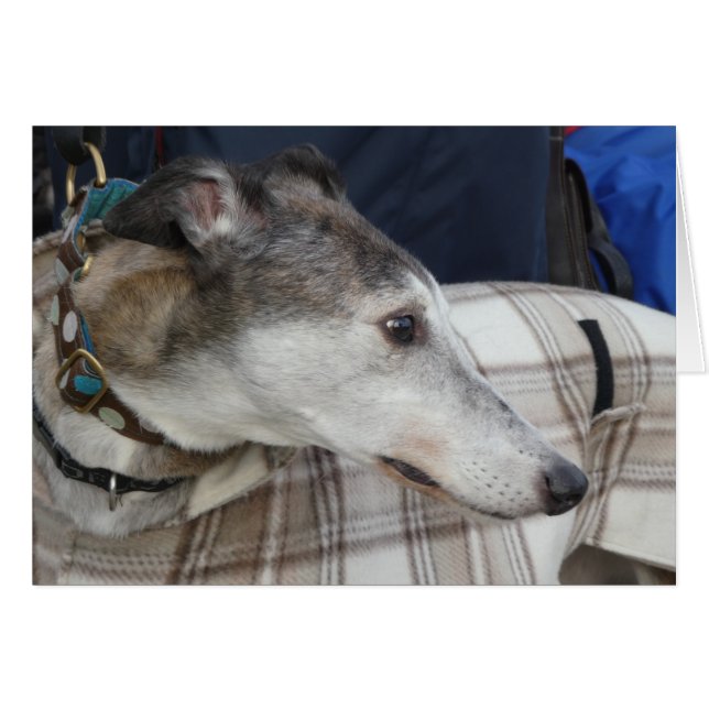 Cartões de fotos de Greyhound (Frente horizontal)