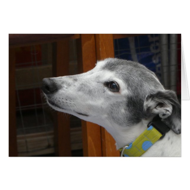 Cartões de fotos de Greyhound (Frente horizontal)