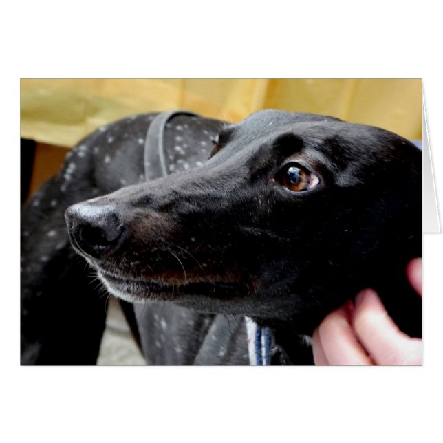 Cartões de fotos de Greyhound (Frente horizontal)