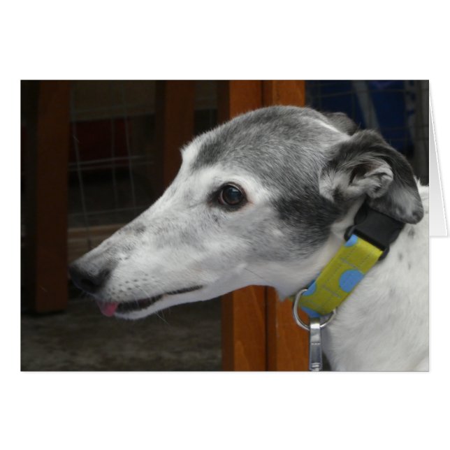 Cartões de fotos de Greyhound (Frente horizontal)