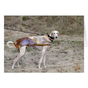 Cartões de fotos de Lurcher