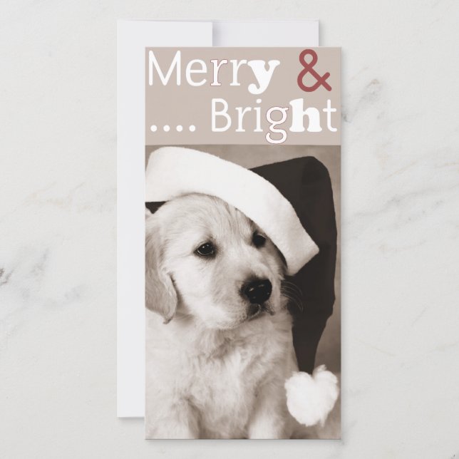 cartões de fotos de natal de cão (Frente)