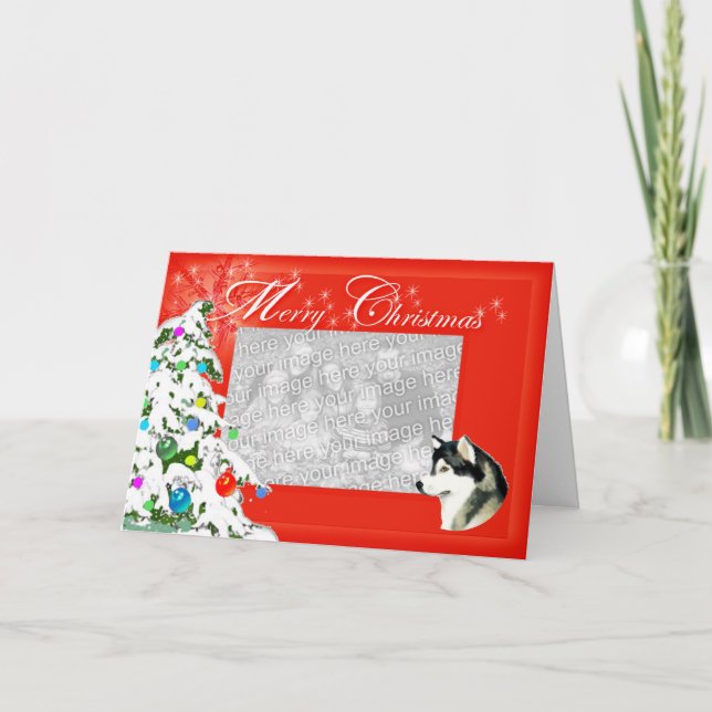 Cartões de fotos de Natal do Alaskan Malamute (Frente)