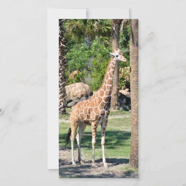 Cartões de fotos Giraffe (Frente)
