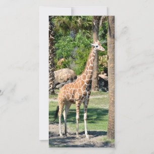 Cartões de fotos Giraffe