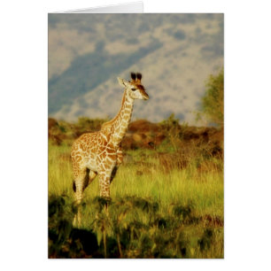 Cartões de girafa