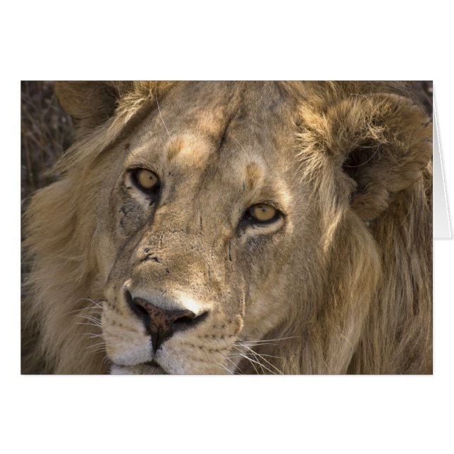 Cartões de Leão Africano (Frente Horizontal)