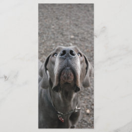 Cartões de Menu do Nariz do Grande Dane