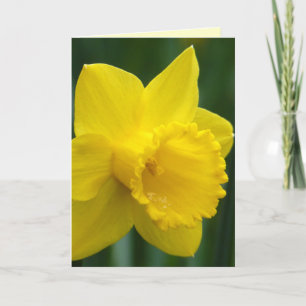 Cartões de Narciso Cartões Personalizados de Flore