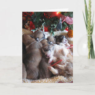 Cartões de natal "Cachorro de Cãozinho"