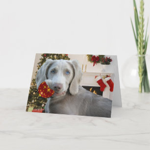 Cartões de natal Weimaraner
