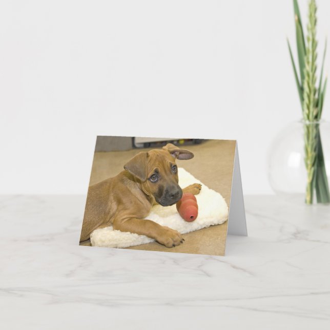 Cartões de nota 3 do Dachshund (Frente)