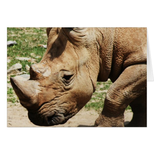 CARTÕES DE NOTA DE FOTOS EM ANIMAIS (Frente Horizontal)