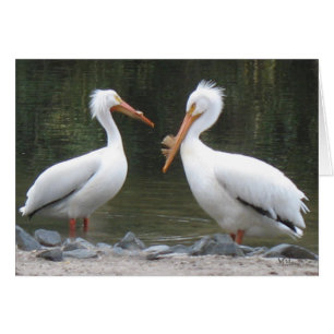 Cartões de Nota Pelicanos
