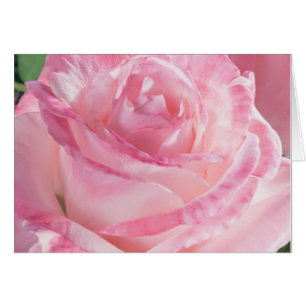 Cartões de Nota Rosa Rosa Rosa Rosa Rosa Rosa Rosa