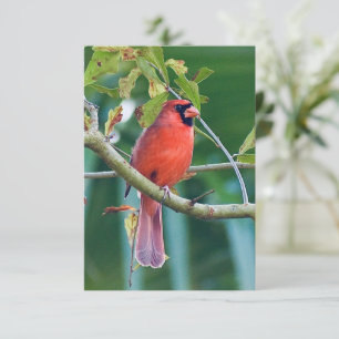 Cartões de notas naturais Cartões de aves cardinas
