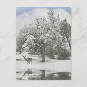 Cartões de Posto de Natal com cervo na neve