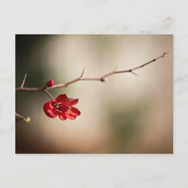 Cartões de Posto Quince Bloqueados (Frente)