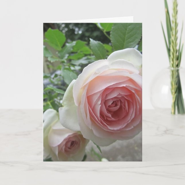 Cartões de Rosa Pierre De Ronsard Rosa Suave Adorá (Frente)