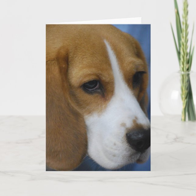 Cartões de saudação de beagle (Frente)