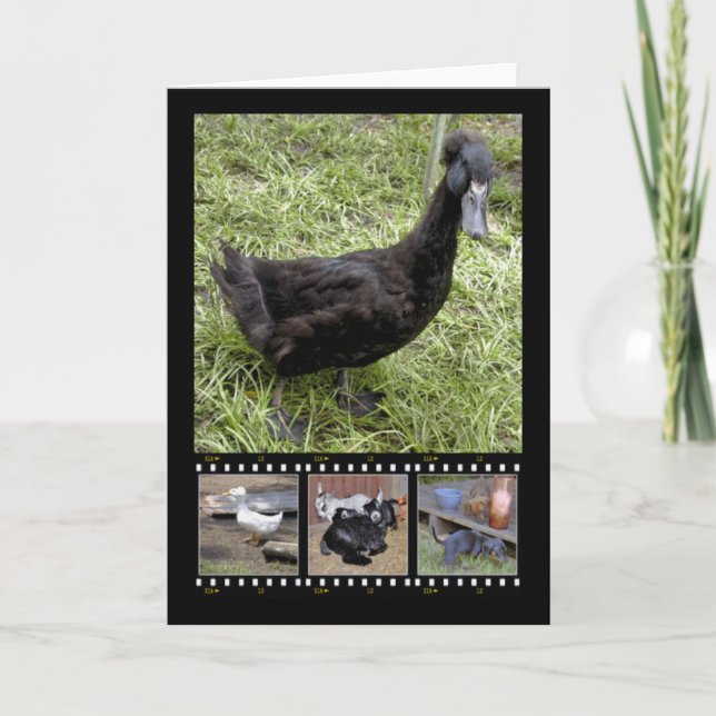 Cartões de Saudação de Fita de Filme Completada (Frente)