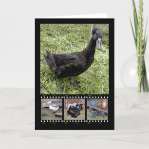 Cartões de Saudação de Fita de Filme Completada