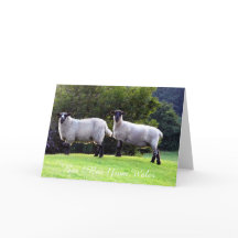 Cartões de saudação de ovelha galês.