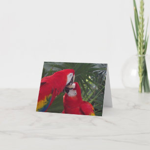 Cartões de Saudação de Papagaio Vermelho em Branco