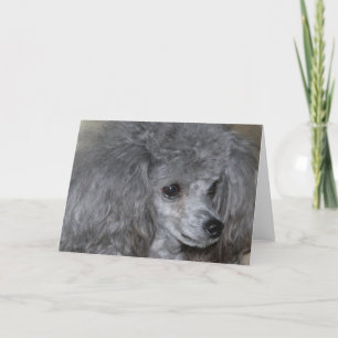 Cartões de saudação de poodle da cinza