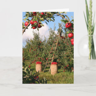 Cartões de saudação do Apple Orchard