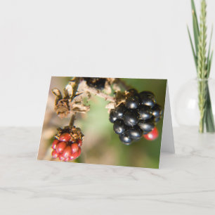 Cartões de Saudação do Autumn Berries