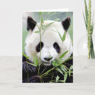 Cartões de saudação Foto panda gigante. Panda giga