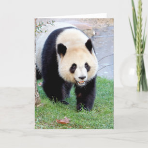 Cartões de saudação Foto panda gigante. Panda giga