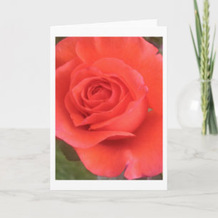 Cartões de saudação ou de nota do Rosa de pêss